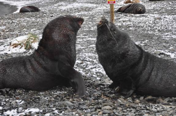 Dois lobos-marinhos se enfrentam na praia de Stromness, na Geórgia do Sul